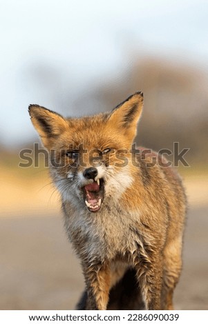 Red Fox Half Yawning in A National Park