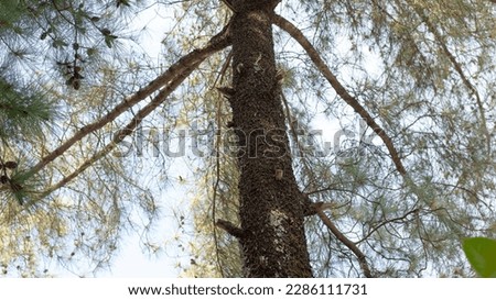 Low angle view of pine tree in tropical forest with sun silhouette
