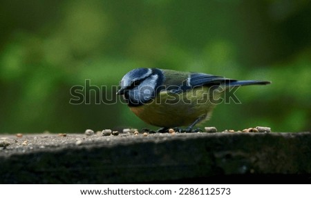 A great tit pecking on a bunch of nuts.