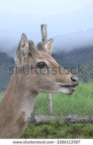
female deer looking at humans approaching her.