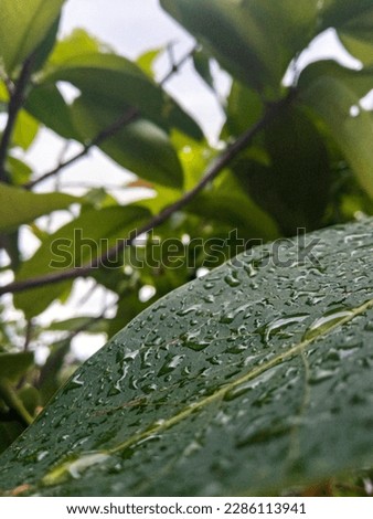 picture of a green leaf in the rain