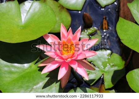 Water Lily Flower. Beautiful pond blossom.