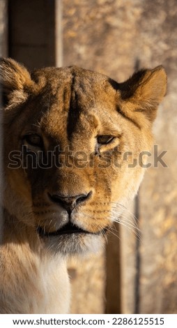 direct gaze of a lioness
