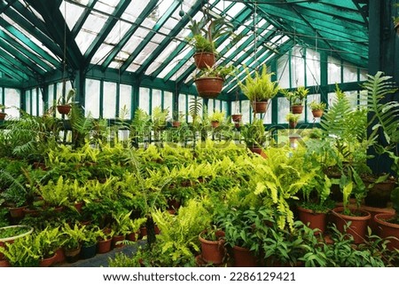 Interiors of Fern House located in Government Botanical Garden at Ooty.