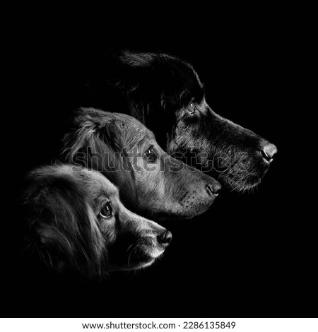 Dog black white black background