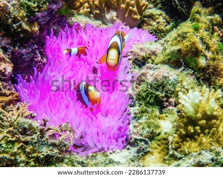 under water picture of corals and fish