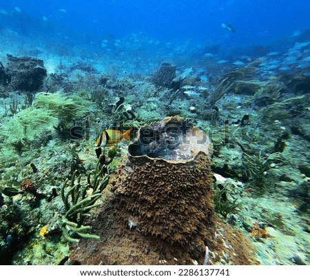 under water picture of corals and fish