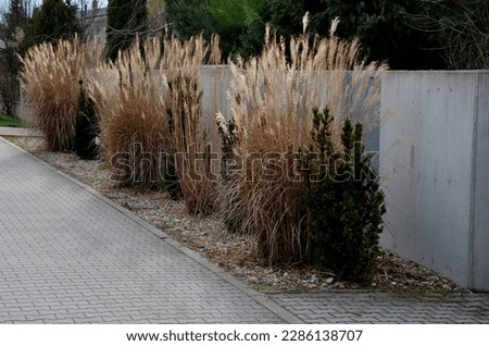 ornamental grasses tied together in a sheaf. protection against snow and rain, which harms ornamental garden grasses. tied with string together boils a fountain of dry yellow flowers in the sun shine