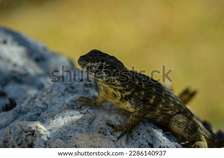 Curly-tailed lizard with long claws on a lava rock with a blurry yellow background. 