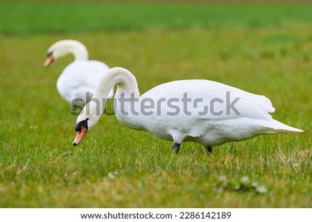 Mute swans on a meadow eating grass (Cygnus olor)