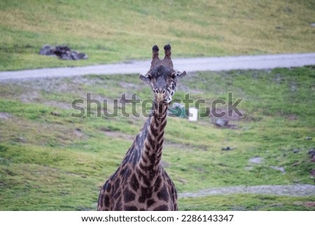 Giraffes living outdoors eating multiple single african 