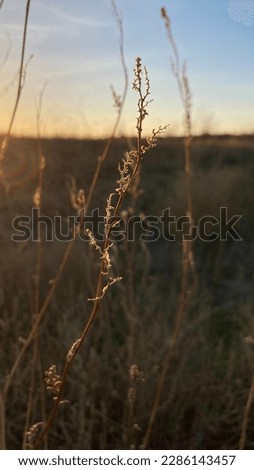 Phone background, close up of grasses in field at sunset