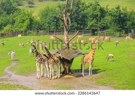Very beautiful giraffes. Background with selective focus and copy space for text