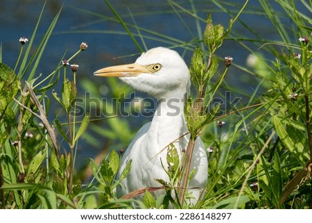 Cattle Egret, species of Heron