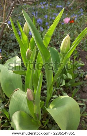 The beginning of spring. Tulip flowers grow in a green clearing in the garden. Flowers are blooming. Spring flowering. Colorful tulips. The buds are opening. The first spring flowers. The Awakening 