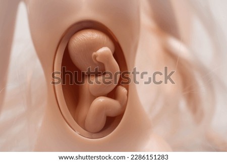 Concept of pregnancy. The toy baby is in the womb. The baby is inside the mother's belly. Royalty-Free Stock Photo #2286151283