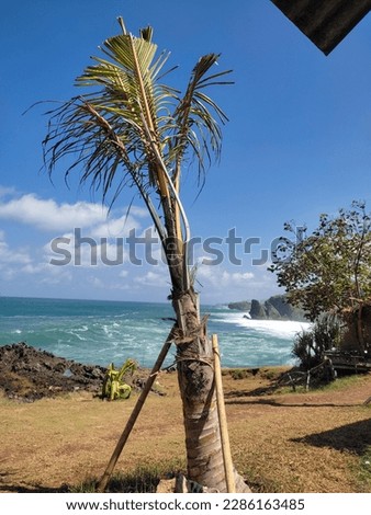Coconut trees on a sunny beach 