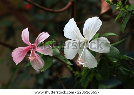 Close up image of pink and white hibiscus flowers with blurry background 