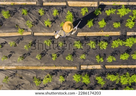 A young girl in a straw hat is standing in the middle of her beautiful green garden, covered in black garden membrane, view from above. A woman gardener is watering the plants with watering can Royalty-Free Stock Photo #2286174203