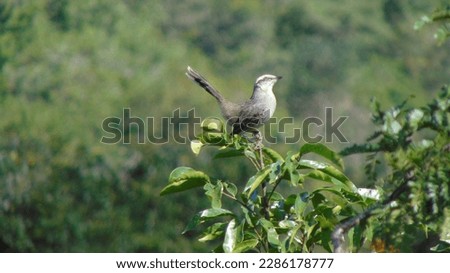 Chalk-browed mockingbird over a tree in the brazillian Cerrado