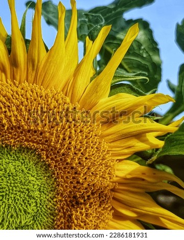 Sun flower grown beautifully in the backyard. Selected focus.