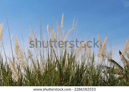 Grass flower in the middle of a meadow against a blue sky background as free space for text.