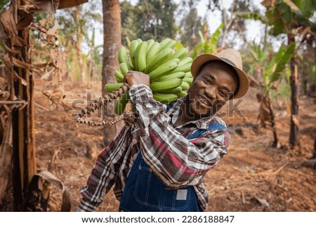 A smiling African farmer with a bunch of freshly picked bananas in his cultivation. Royalty-Free Stock Photo #2286188847