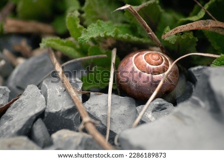 macro picture of a brown snail 