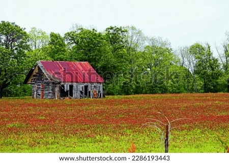 My wife and I were driving along a highway in Natchitoches, Louisiana when we noticed this old barn sitting in a field of clover. She loves red, so I just had to take this picture for her!