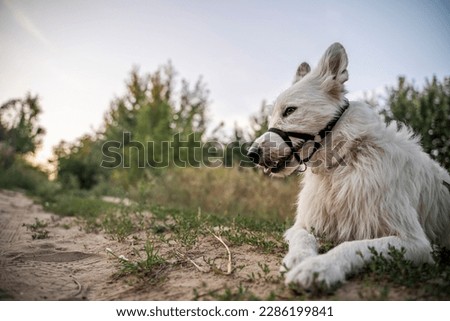 A white dog is lying on a dirt road in a muzzle. She lies on the background of a blurred forest.