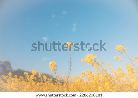 Field of rape blossoms in full bloom. Spring materials. Emotional pictures.
