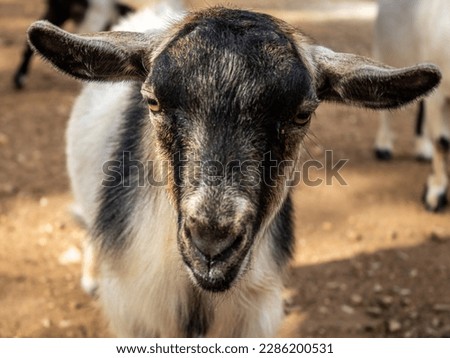 Cute close up of a goat. I photographed this goat at a petting zoo. Many of them play fought, climbed on rocks, and ran around. They also had many different fur colors.
