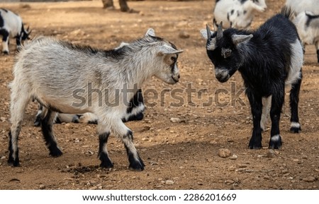 Two small goats play fight and show of their strength and power. Goats often butt heads when fighting. They stand up and slam down on the other. 
