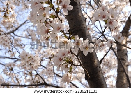 Cherry Blossom View from Anyang river