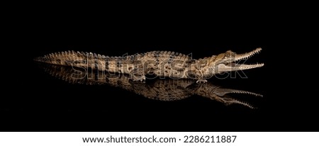 Freshwater Crocodile on a black background