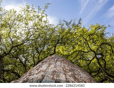 A magnificent tree seen at a unique angle. This tree curved out from the side of an embankment over a walking path.  Royalty-Free Stock Photo #2286214583
