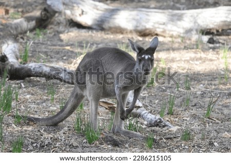 Western Gray Kangaroo in its natural habitat