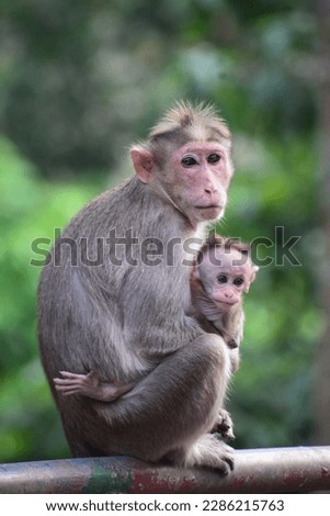 A beautiful picture of monkeys from Vazhachal forest..