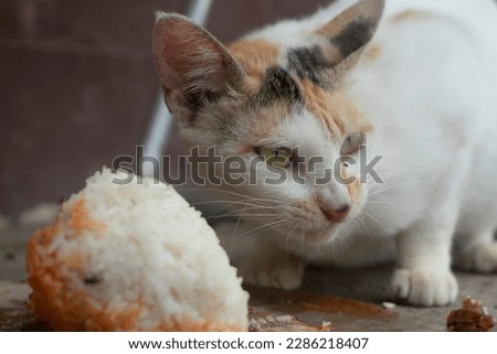 Close up of a white cat with orange and black colors on the head