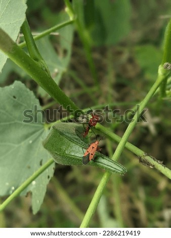 Tiny insects crawling on the green ladyfinger vegetable leaves