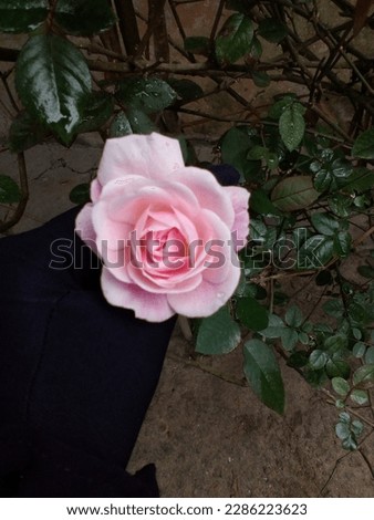 Mind blowing capture of rose. Nice pink rose. Single Rose picture.  Nice flower that makes you happy and smile. 