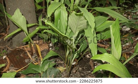 low exposure picture of blured turmeric leaves tree in a garden night picture