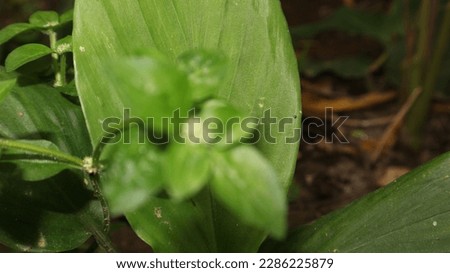 low exposure picture of blured turmeric leaves tree in a garden night picture