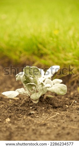 Fresh green sprouts of vegetables in spring on the field, soft focus. Growing young green seedling sprouts in cultivated agricultural farm field. Agricultural scene with red sprouts in soil