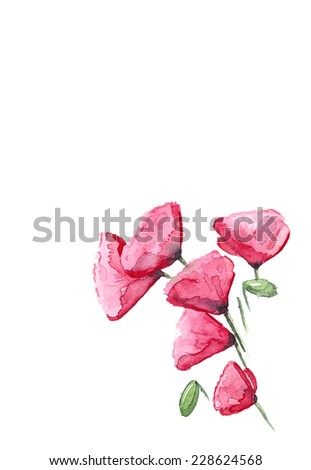 Beautiful Poppy flowers, Watercolor illustration