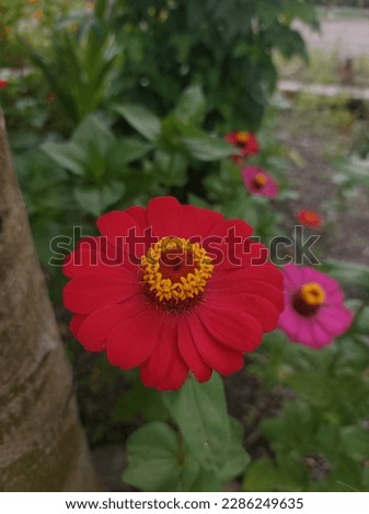 beautiful red flowers grow in the garden