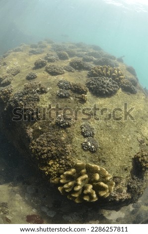 Underwater landscape with coral reef. Coral undersea photo. Seashore texture. sea water. Deep sea coral ecosystem. 