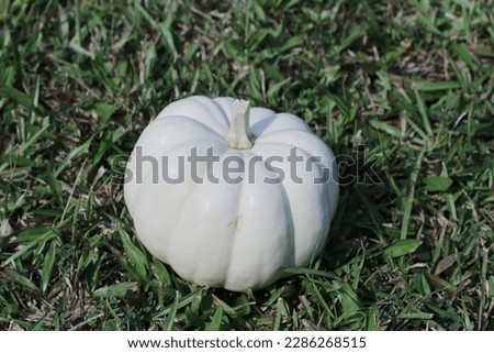 a pumpkins on grass. great image for Fall