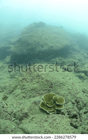 Underwater landscape with coral reef. Coral undersea photo. Seashore texture. sea water. Deep sea coral ecosystem.