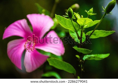 Pink Chinese Hibicus with a long stamen